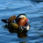 A photograph of a mandarin duck in the lake at the Green.